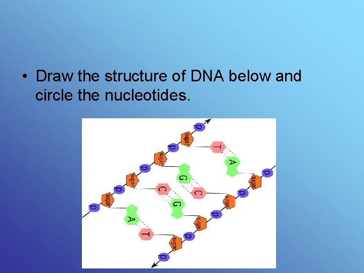  • Draw the structure of DNA below and circle the nucleotides. 