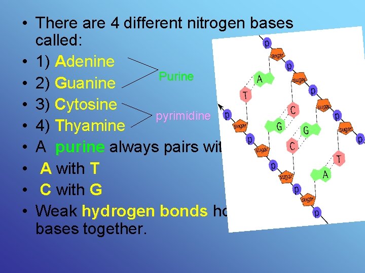  • There are 4 different nitrogen bases called: • 1) Adenine Purine •