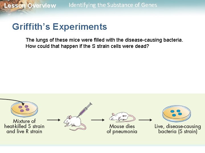 Lesson Overview Identifying the Substance of Genes Griffith’s Experiments The lungs of these mice