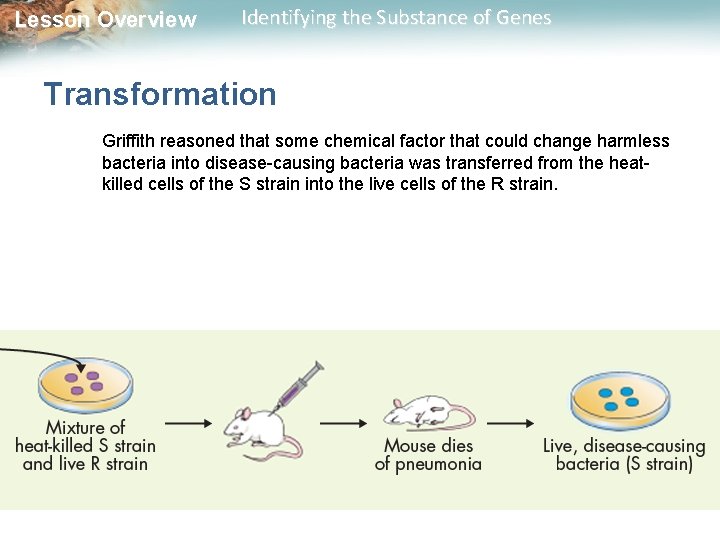 Lesson Overview Identifying the Substance of Genes Transformation Griffith reasoned that some chemical factor