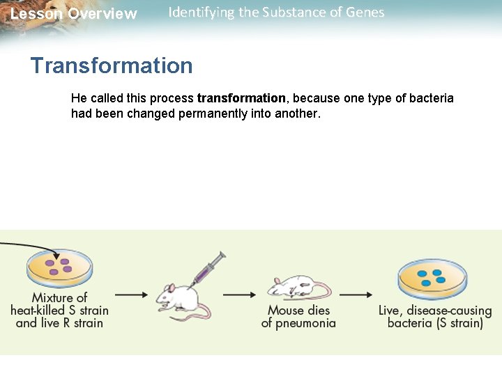 Lesson Overview Identifying the Substance of Genes Transformation He called this process transformation, because