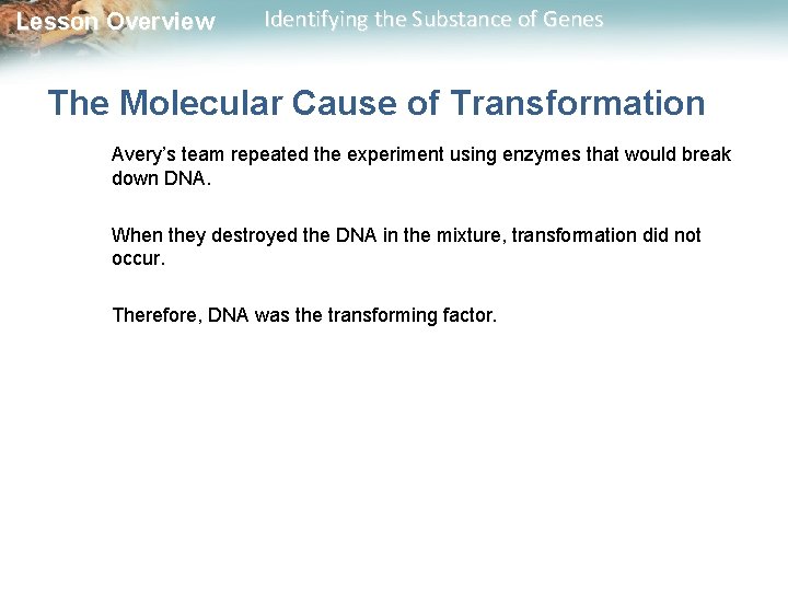 Lesson Overview Identifying the Substance of Genes The Molecular Cause of Transformation Avery’s team