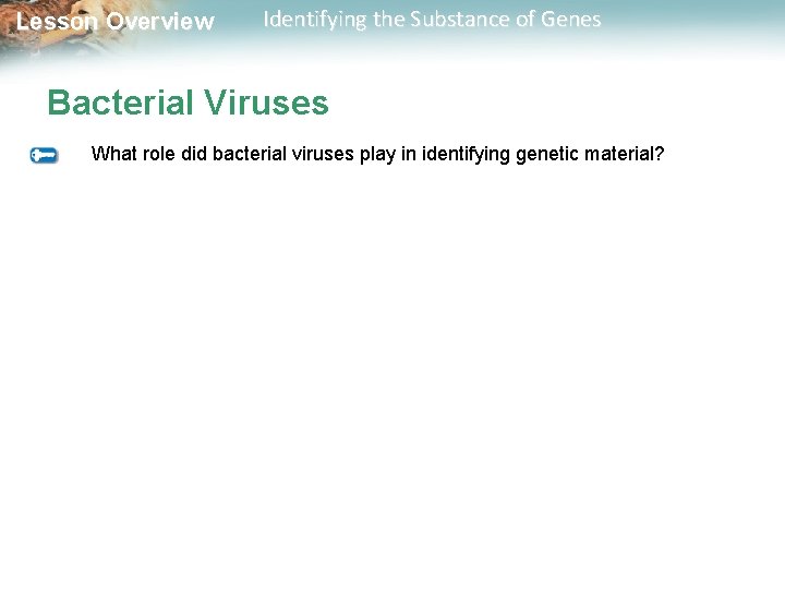 Lesson Overview Identifying the Substance of Genes Bacterial Viruses What role did bacterial viruses