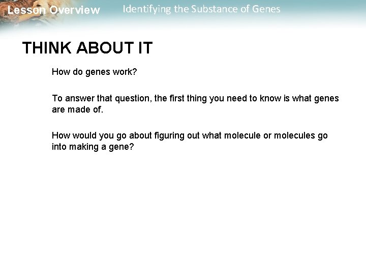 Lesson Overview Identifying the Substance of Genes THINK ABOUT IT How do genes work?