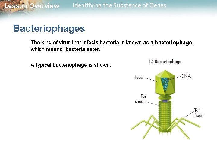 Lesson Overview Identifying the Substance of Genes Bacteriophages The kind of virus that infects
