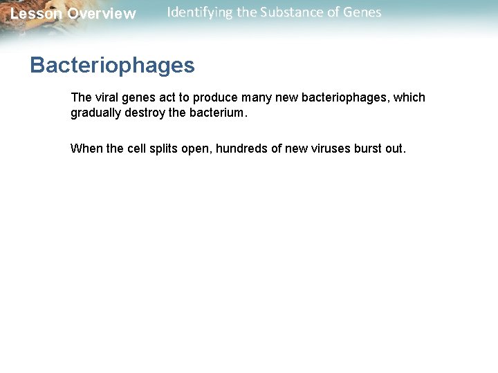 Lesson Overview Identifying the Substance of Genes Bacteriophages The viral genes act to produce