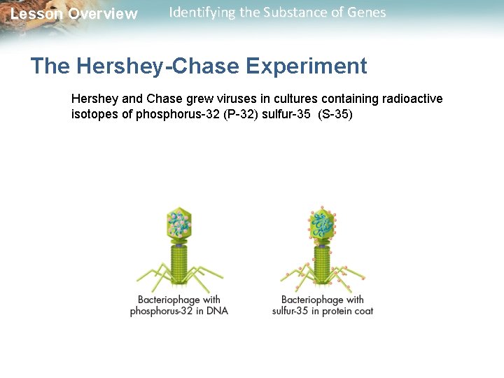 Lesson Overview Identifying the Substance of Genes The Hershey-Chase Experiment Hershey and Chase grew