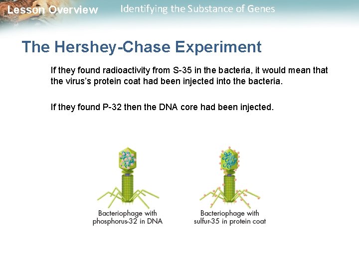 Lesson Overview Identifying the Substance of Genes The Hershey-Chase Experiment If they found radioactivity