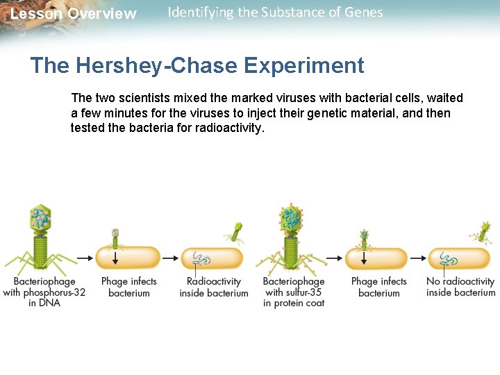Lesson Overview Identifying the Substance of Genes The Hershey-Chase Experiment The two scientists mixed