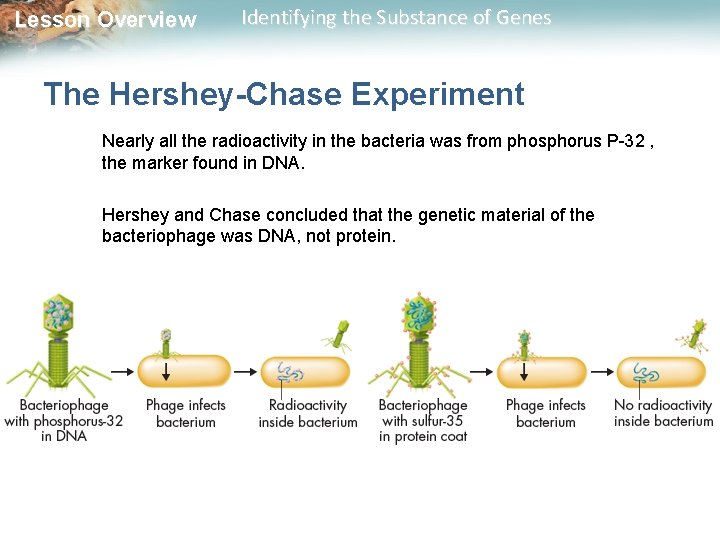 Lesson Overview Identifying the Substance of Genes The Hershey-Chase Experiment Nearly all the radioactivity