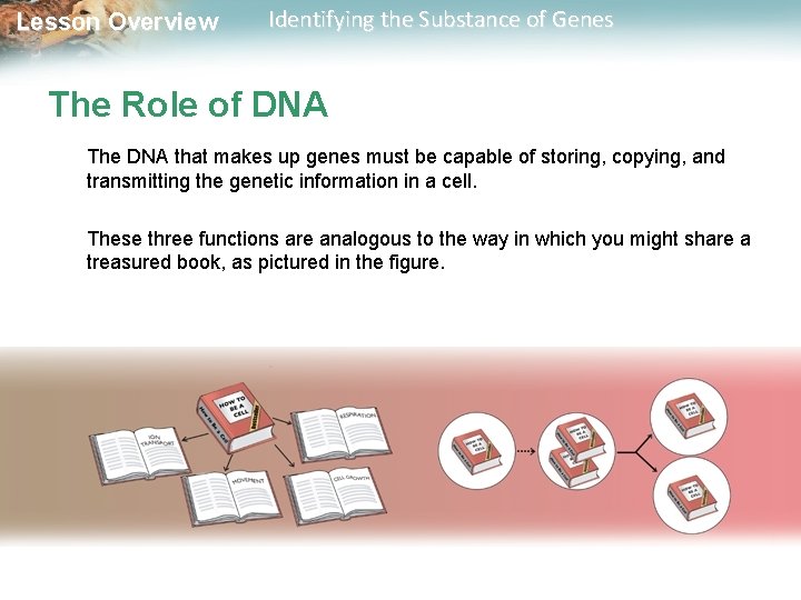 Lesson Overview Identifying the Substance of Genes The Role of DNA The DNA that