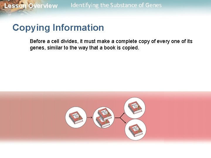 Lesson Overview Identifying the Substance of Genes Copying Information Before a cell divides, it