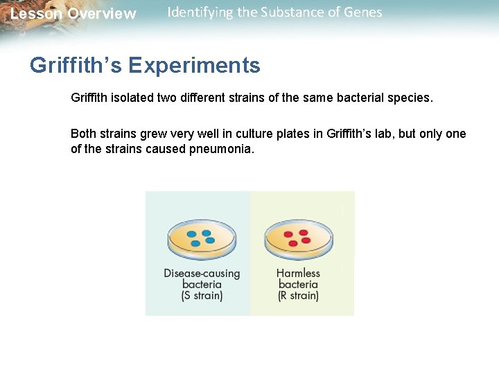 Lesson Overview Identifying the Substance of Genes Griffith’s Experiments Griffith isolated two different strains