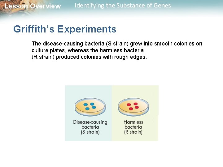 Lesson Overview Identifying the Substance of Genes Griffith’s Experiments The disease-causing bacteria (S strain)