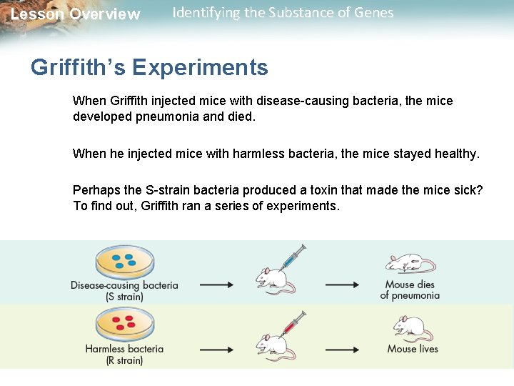 Lesson Overview Identifying the Substance of Genes Griffith’s Experiments When Griffith injected mice with