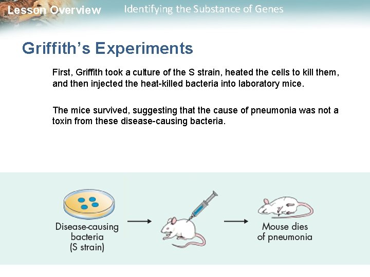 Lesson Overview Identifying the Substance of Genes Griffith’s Experiments First, Griffith took a culture