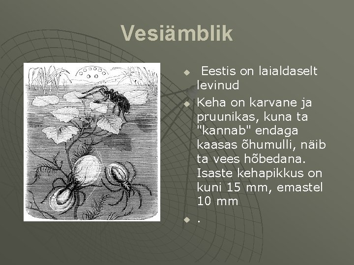 Vesiämblik u u u Eestis on laialdaselt levinud Keha on karvane ja pruunikas, kuna