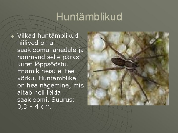 Huntämblikud u Vilkad huntämblikud hiilivad oma saaklooma lähedale ja haaravad selle pärast kiiret lõppsööstu.