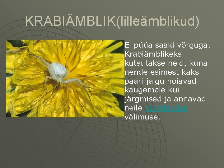 KRABIÄMBLIK(lilleämblikud) u KRABIÄMBLIK u Ei püüa saaki võrguga. Krabiämblikeks kutsutakse neid, kuna nende esimest