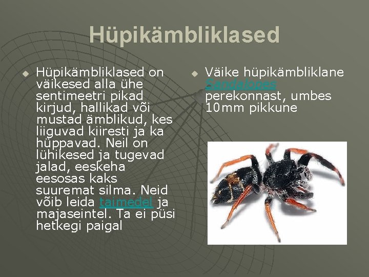 Hüpikämbliklased u Hüpikämbliklased on väikesed alla ühe sentimeetri pikad kirjud, hallikad või mustad ämblikud,