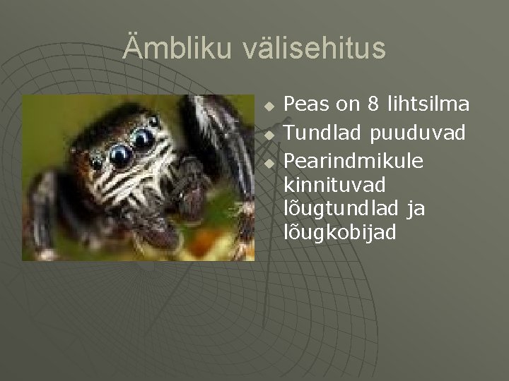 Ämbliku välisehitus u u u Peas on 8 lihtsilma Tundlad puuduvad Pearindmikule kinnituvad lõugtundlad