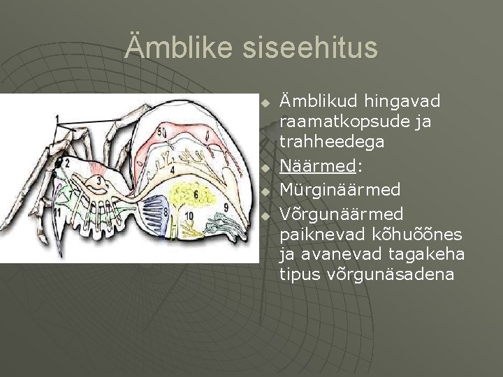 Ämblike siseehitus u u Ämblikud hingavad raamatkopsude ja trahheedega Näärmed: Mürginäärmed Võrgunäärmed paiknevad kõhuõõnes