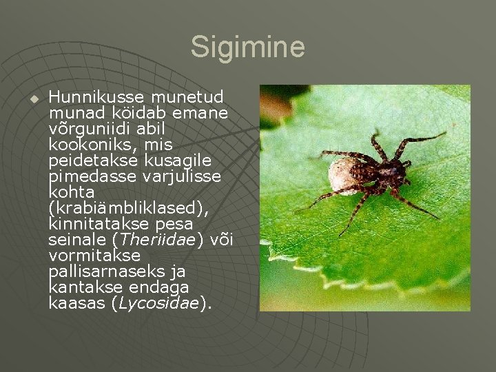 Sigimine u Hunnikusse munetud munad köidab emane võrguniidi abil kookoniks, mis peidetakse kusagile pimedasse