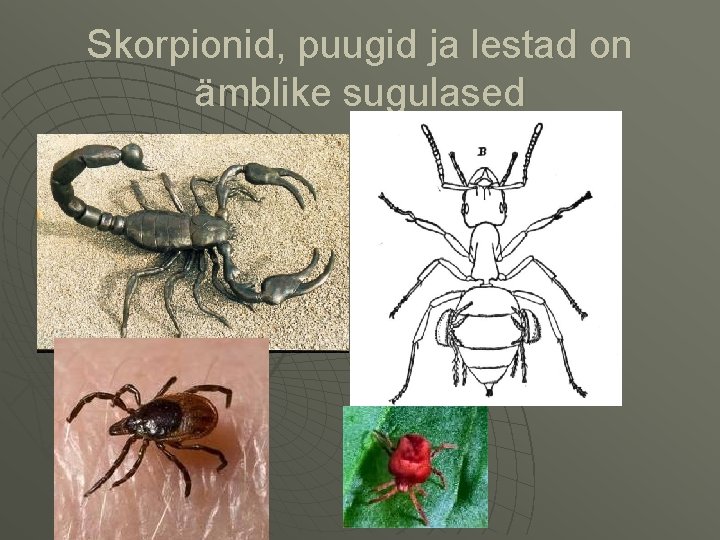 Skorpionid, puugid ja lestad on ämblike sugulased 