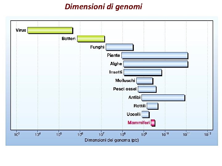 Dimensioni di genomi 