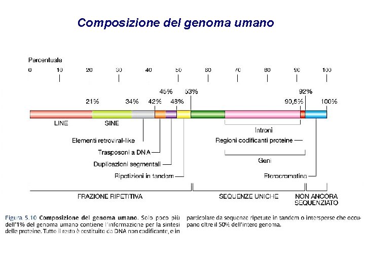 Composizione del genoma umano 