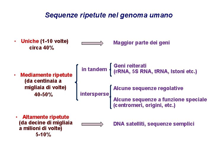 Sequenze ripetute nel genoma umano • Uniche (1 -10 volte) circa 40% • Mediamente