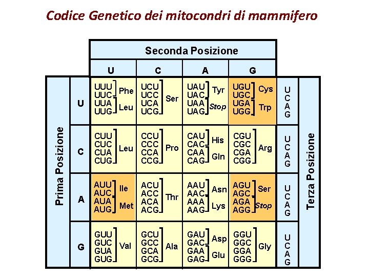 Codice Genetico dei mitocondri di mammifero Seconda Posizione UUU Phe UCU UUC UCC Ser