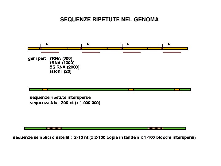 geni per: r. RNA (300) t. RNA (1300) 5 S RNA (2000) istoni (20)