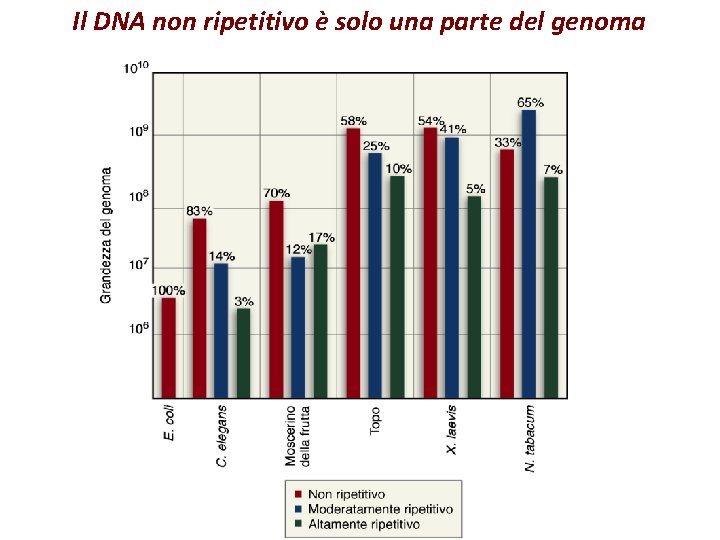 Il DNA non ripetitivo è solo una parte del genoma 