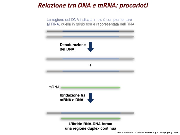 Relazione tra DNA e m. RNA: procarioti Lewin, IL GENE VIII, Zanichelli editore S.