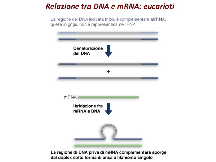 Relazione tra DNA e m. RNA: eucarioti 