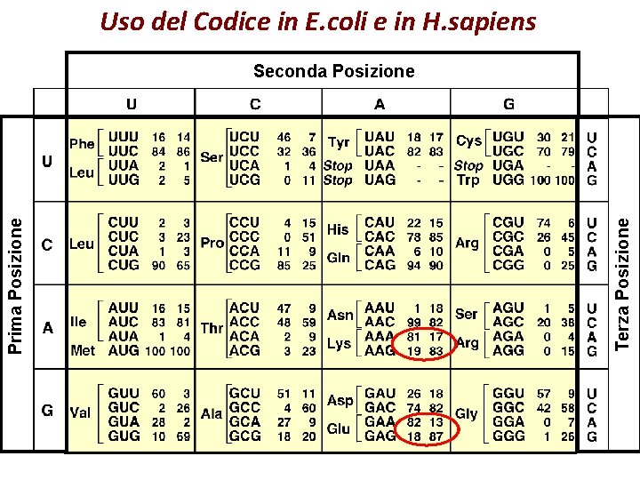 Uso del Codice in E. coli e in H. sapiens Terza Posizione Prima Posizione