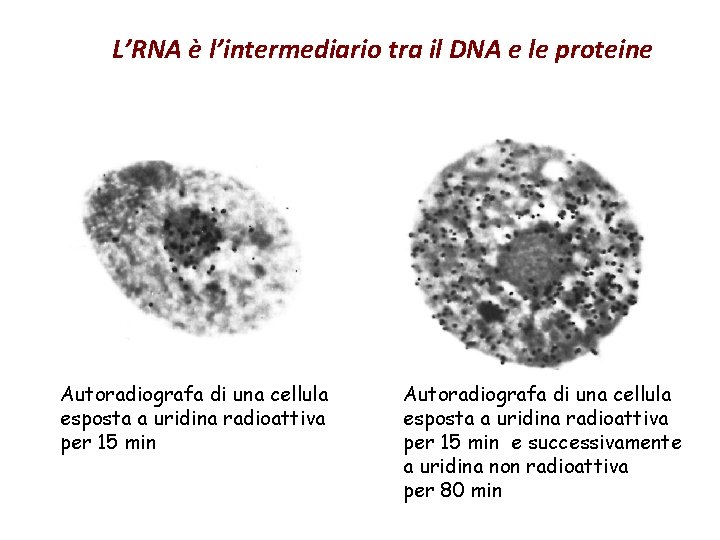 L’RNA è l’intermediario tra il DNA e le proteine Autoradiografa di una cellula esposta