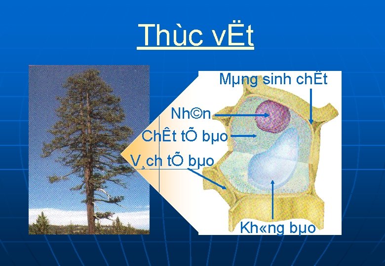 Thùc vËt Mµng sinh chÊt Nh©n ChÊt tÕ bµo V¸ch tÕ bµo Kh «ng