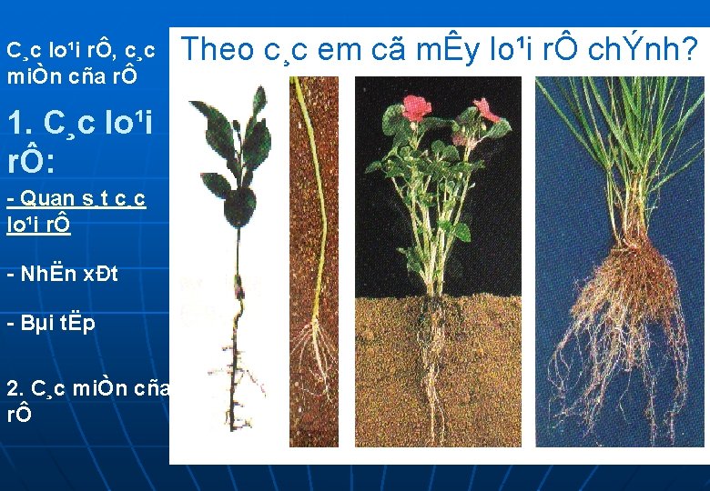 C¸c lo¹i rÔ, c¸c miÒn cña rÔ 1. C¸c lo¹i rÔ: - Quan s¸t