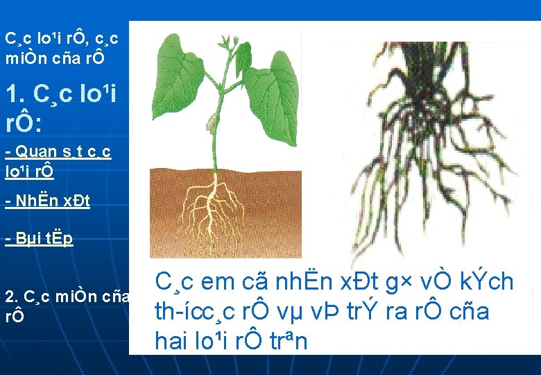 C¸c lo¹i rÔ, c¸c miÒn cña rÔ 1. C¸c lo¹i rÔ: - Quan s¸t