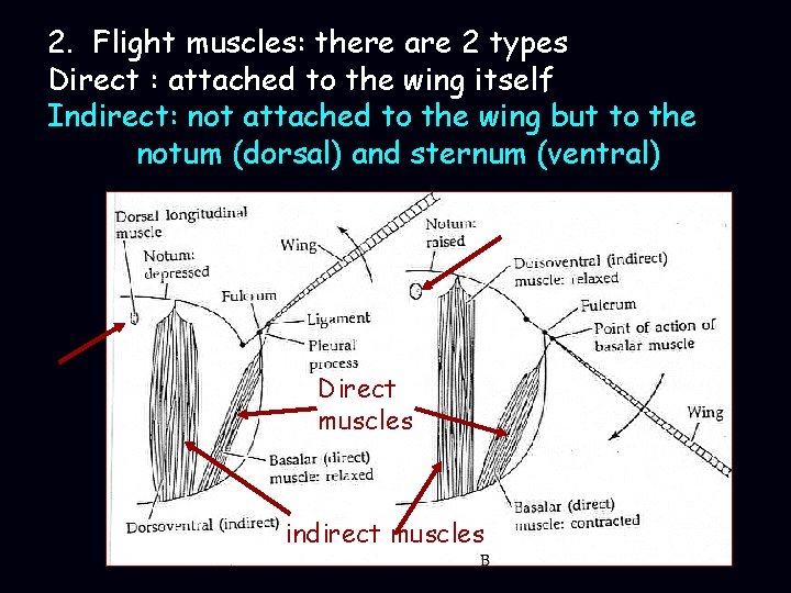 2. Flight muscles: there are 2 types Direct : attached to the wing itself