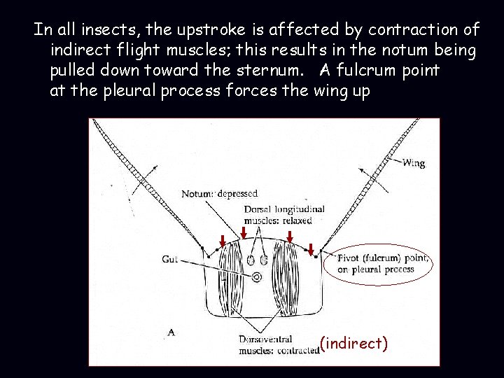 In all insects, the upstroke is affected by contraction of indirect flight muscles; this