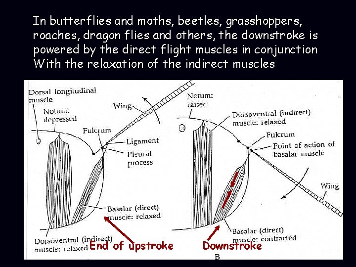 In butterflies and moths, beetles, grasshoppers, roaches, dragon flies and others, the downstroke is