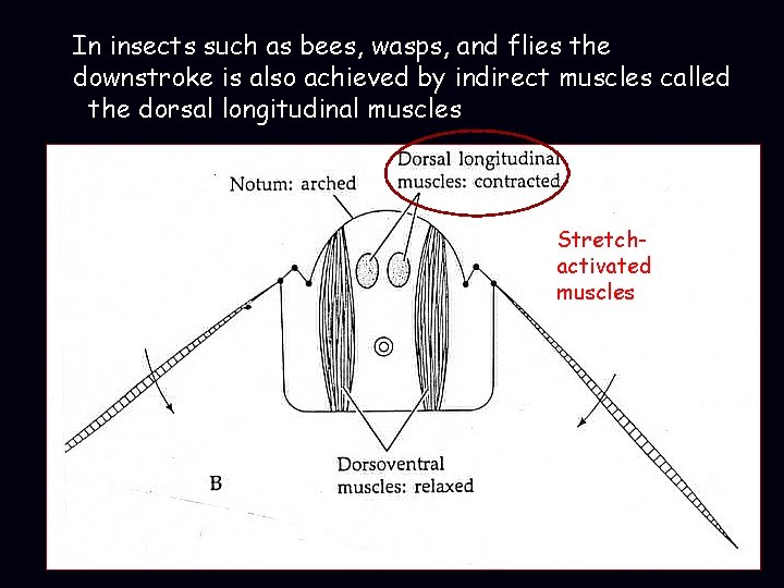 In insects such as bees, wasps, and flies the downstroke is also achieved by