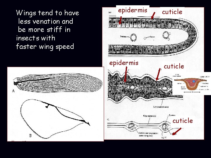 Wings tend to have less venation and be more stiff in insects with faster