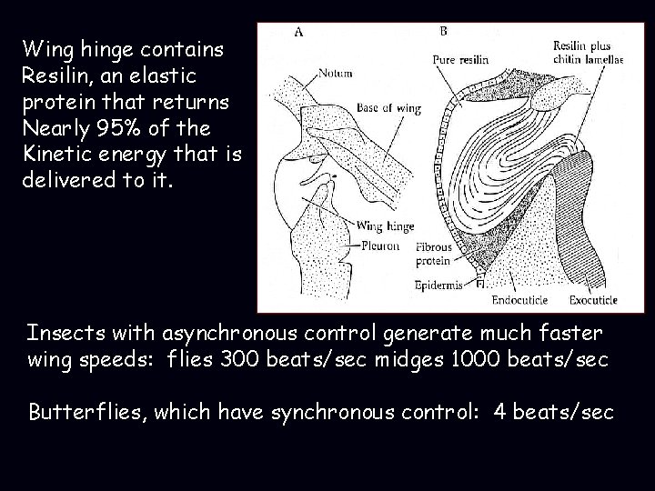 Wing hinge contains Resilin, an elastic protein that returns Nearly 95% of the Kinetic