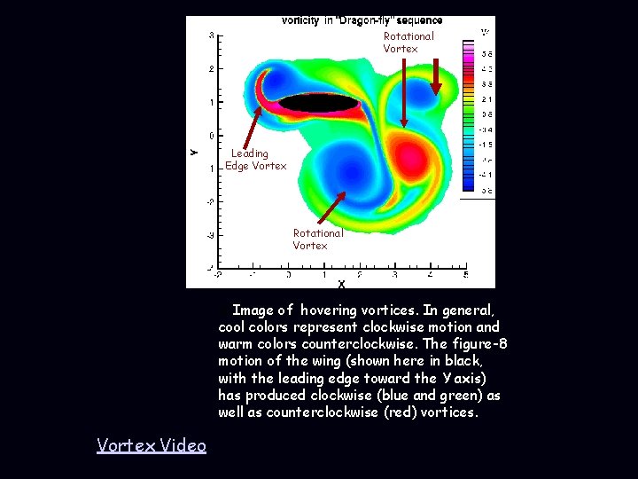 Rotational Vortex Leading Edge Vortex Rotational Vortex till Image of hovering vortices. In general,
