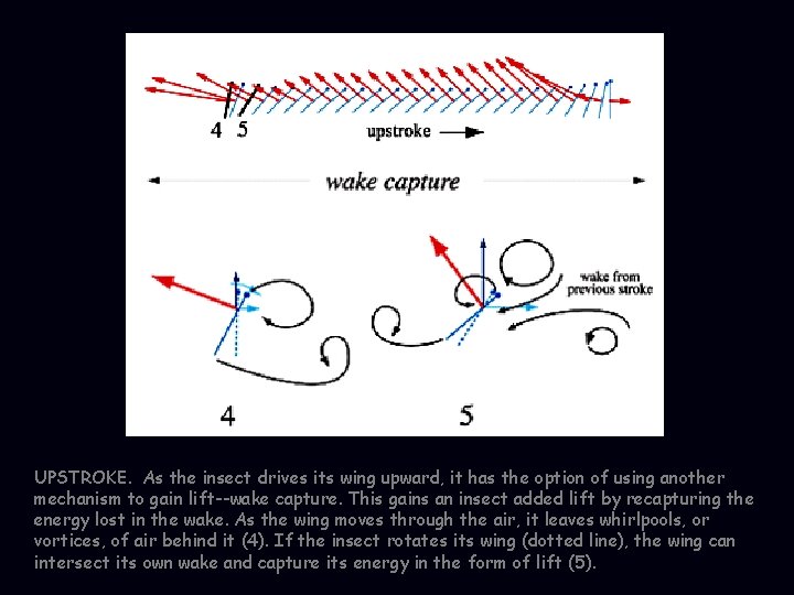 UPSTROKE. As the insect drives its wing upward, it has the option of using