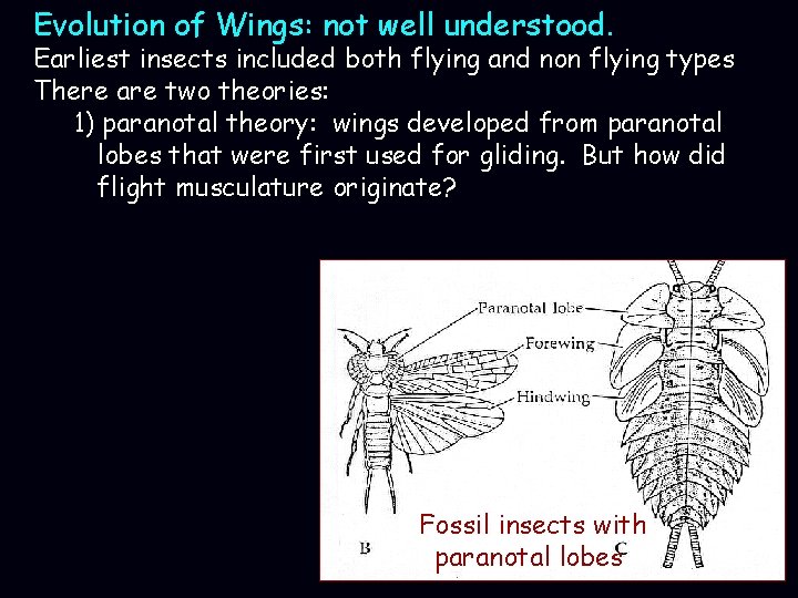 Evolution of Wings: not well understood. Earliest insects included both flying and non flying